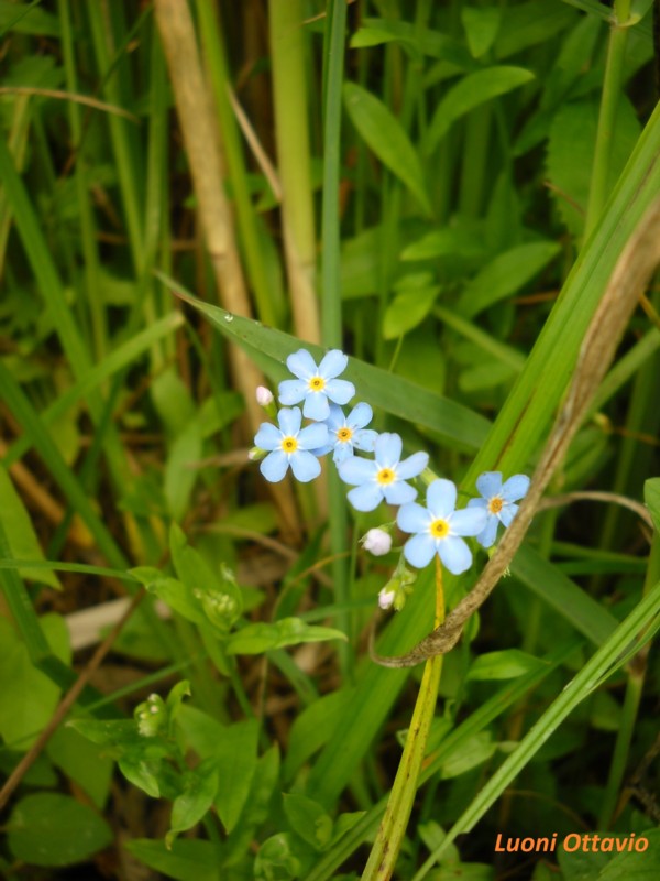 Myosotis palustris